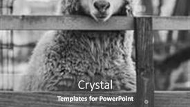  Presentation with farm - Audience pleasing slide set consisting of sheep-at-farm-farm-animal backdrop and a gray colored foreground