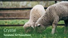 Presentation with organic farming - Audience pleasing presentation theme consisting of sheep-at-farm-organic-farming backdrop and a ocean colored foreground