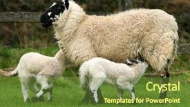  Presentation with breast feeding - Cool new slide deck with sheep breast feeding her lamb backdrop and a tawny brown colored foreground