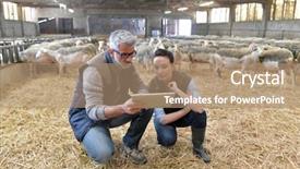  Presentation with using digital tablet - Presentation theme featuring sheep breeder with veterinary background and a coral colored foreground