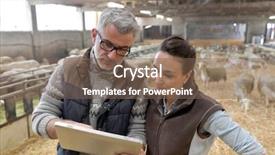  Presentation with veterinary - Amazing PPT theme having breeder with veterinary in shed backdrop and a violet colored foreground