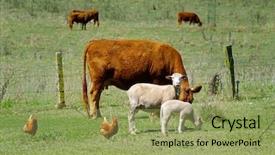  Presentation with sheep - Amazing presentation theme having sheep chickens and cows backdrop and a yellow colored foreground