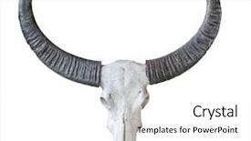  Presentation with buffalo hoof print - Beautiful slide deck featuring sheep cows - buffalo skull isolated on white backdrop and a white colored foreground