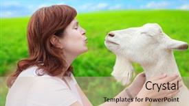 Presentation with funny cow on cow farm - Audience pleasing presentation theme consisting of sheep cows - funny picture of a young backdrop and a coral colored foreground