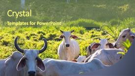  Presentation with costa rica - Presentation consisting of sheep cows - zebu cow cattle background and a tawny brown colored foreground