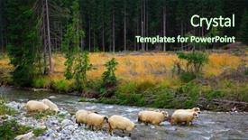  Presentation with shepherd sheep - Presentation theme having sheep crossing a mountain river background and a wine colored foreground