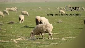 Presentation with sheep - Audience pleasing slide deck consisting of sheep do what sheep do backdrop and a coral colored foreground