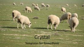  Presentation with counting sheep - Cool new PPT layouts with sheep do what sheep do backdrop and a coral colored foreground