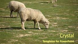  Presentation with counting sheep - Slide set consisting of sheep do what sheep do background and a tawny brown colored foreground