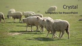  Presentation with counting sheep - Theme with sheep do what sheep do background and a mint green colored foreground