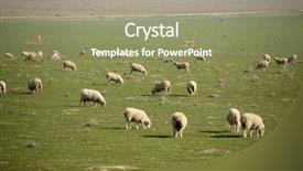  Presentation with counting sheep - Theme enhanced with sheep do what sheep do background and a coral colored foreground