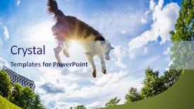  Presentation with border - Amazing presentation theme having sheep dogs - border collie jumping backdrop and a sky blue colored foreground