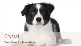  Presentation with border collie 4 years - PPT theme having sheep dogs - border collie puppy in front background and a lemonade colored foreground