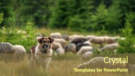  Presentation with shepherd sheep - Colorful slide deck enhanced with sheep dogs - brown shepherd dog close up backdrop and a coral colored foreground