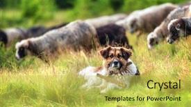  Presentation with brown - Cool new presentation design with sheep dogs - brown shepherd dog close up backdrop and a yellow colored foreground