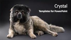  Presentation with shepherd sheep - Presentation theme featuring sheep dogs - caucasian shepherd dog background and a dark gray colored foreground