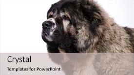  Presentation with shepherd sheep - Amazing presentation theme having sheep dogs - caucasian shepherd dog backdrop and a light gray colored foreground