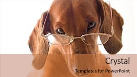  Presentation with dachshund - Colorful PPT layouts enhanced with sheep dogs - clever dog dachshund in glasses backdrop and a red colored foreground