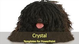  Presentation with dog - PPT theme having sheep dogs - corded puli panting - hungarian background and a tawny brown colored foreground