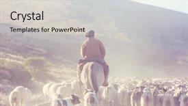  Presentation with sheep - PPT theme having sheep dogs - gauchos ahd herd of goats background and a light gray colored foreground