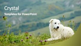  Presentation with pasture - Cool new presentation design with sheep dogs - pasture dog backdrop and a seafoam green colored foreground