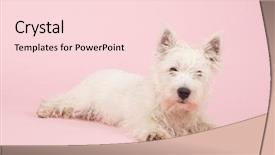  Presentation with west - Audience pleasing slides consisting of sheep dogs - west highland white terrier backdrop and a lemonade colored foreground