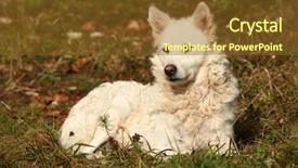  Presentation with sheepdog - PPT layouts enhanced with sheep dogs - white hungarian sheepdog mudi outdoor background and a  colored foreground