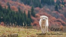  Presentation with dog - PPT theme featuring sheep dogs - white shepherd dog close up background and a coral colored foreground