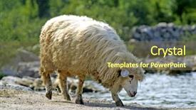  Presentation with water pollution polluted lake - Presentation theme enhanced with sheep drinking water from lake background and a coral colored foreground