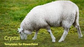  Presentation with sheep - 