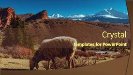  Presentation with sheep - Presentation theme with sheep-eating-grass background and a tawny brown colored foreground