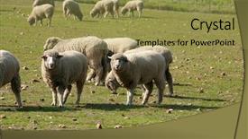  Presentation with living room - Slides featuring sheep enjoy living free range background and a yellow colored foreground