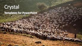  Presentation with transylvania - Slides featuring sheep farm in the mountains background and a dark gray colored foreground