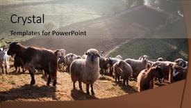  Presentation with foggy - Beautiful presentation design featuring sheep-farm-in-the-mountains backdrop and a light gray colored foreground