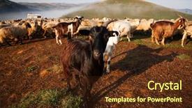  Presentation with foggy - Colorful PPT theme enhanced with sheep-farm-in-the-mountains backdrop and a tawny brown colored foreground