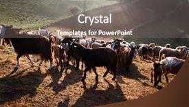  Presentation with foggy - PPT theme featuring sheep farm in the mountains background and a  colored foreground