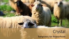  Presentation with sheep flock lambs standing - Beautiful presentation theme featuring sheep flock to the mountain backdrop and a  colored foreground