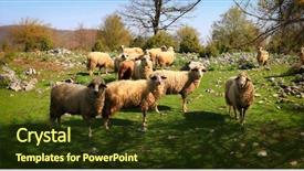  Presentation with sheep - PPT theme having sheep flock to the mountain background and a  colored foreground