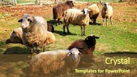  Presentation with sheep flock lambs standing - Cool new PPT theme with sheep flock to the mountain backdrop and a  colored foreground