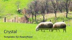  Presentation with sheep - Slides with sheep flock to the mountain background and a  colored foreground