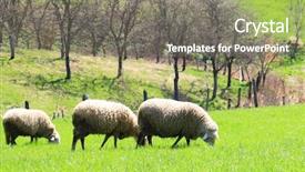  Presentation with sheep - Colorful theme enhanced with sheep flock to the mountain backdrop and a  colored foreground