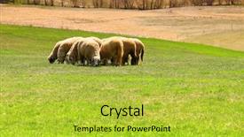  Presentation with sheep - Presentation enhanced with sheep flock to the mountain background and a  colored foreground