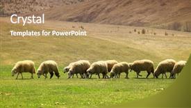  Presentation with sheep - Audience pleasing presentation design consisting of sheep flock to the mountain backdrop and a coral colored foreground
