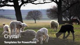  Presentation with kids - Presentation theme having sheep goat - group of lambs and kids background and a  colored foreground