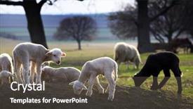  Presentation with kids - Slides with sheep goat - group of lambs and kids background and a  colored foreground