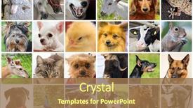  Presentation with animal collage - Beautiful slides featuring sheep goat and other animal backdrop and a coral colored foreground