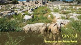  Presentation with ancient ruins - Amazing slide set having sheep-graze-eating-thorny-bush backdrop and a tawny brown colored foreground