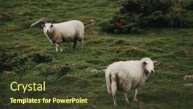  Presentation with pasture - Presentation featuring sheep-graze-in-a-green background and a tawny brown colored foreground