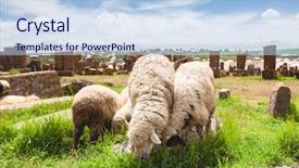  Presentation with sheep - Theme with sheep graze in noratus cemetery background and a  colored foreground