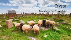  Presentation with cemetery - PPT theme consisting of sheep graze in noratus cemetery background and a light blue colored foreground